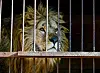 South Africa To Ban the Breeding and Hunting of Lions in Captivity