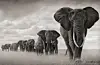 Video: Elephants Play In The Rain