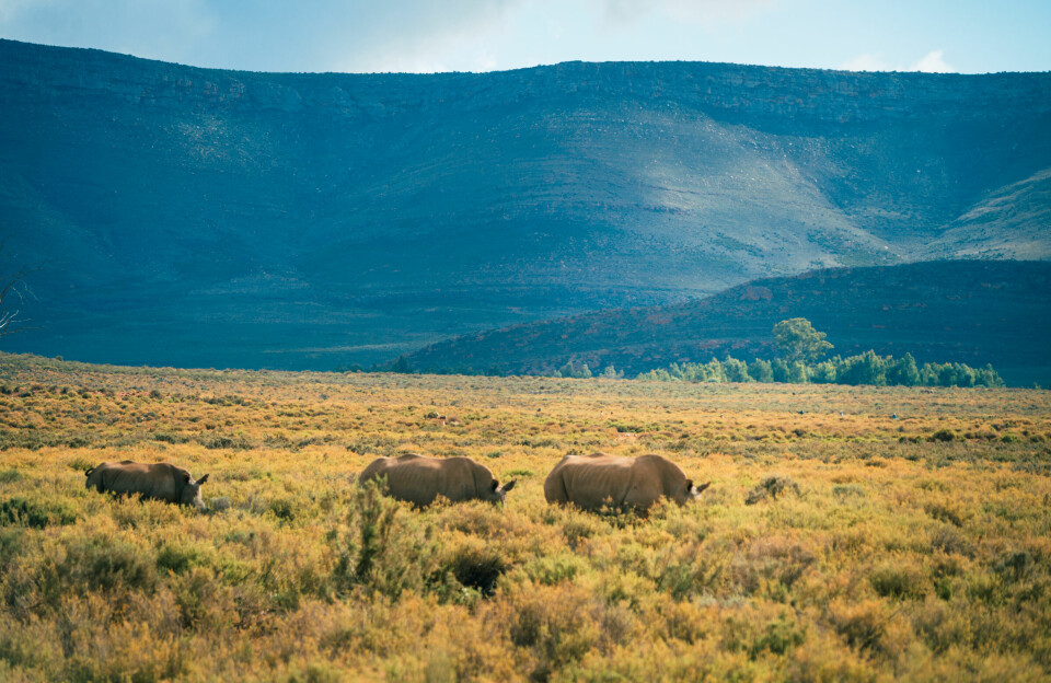 Rhinoceros forage at Aquila Private Game Reserve on May 11, 2025, in Cape Town, South Africa. Rhinoceros forage at s game reserve with a mountain in the background