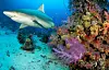 A shark is swimming next to a colorful coral reef.