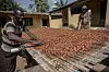Two cocoa farmers spread cocoa beans during the sun-drying process in Ghana.
