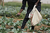 A farmer applies fertilizer on cabbage at a farm in Jibia on February 17, 2024.