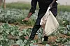 A farmer applies fertilizer on cabbage at a farm in Jibia on February 17, 2024.