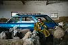 A man wearing a yellow mink is sitting in front of an old blue car amongst a herd of sheep in a stable.