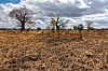 Baobab trees in a dry maize field beneath a cloudy sky in southern Malawi.