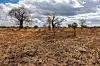 Baobab trees in a dry maize field beneath a cloudy sky in southern Malawi.