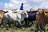 A worker in blue stands among cattle during a vaccination drive in Katlehong, South Africa.