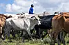 A worker in blue stands among cattle during a vaccination drive in Katlehong, South Africa.