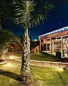 A palm tree rises in a lit courtyard beside a rustic building at night.