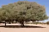 A single large laloab tree with a wide, dense canopy provides shade in the middle of a dry, sandy landscape, with a person standing beneath it for scale.