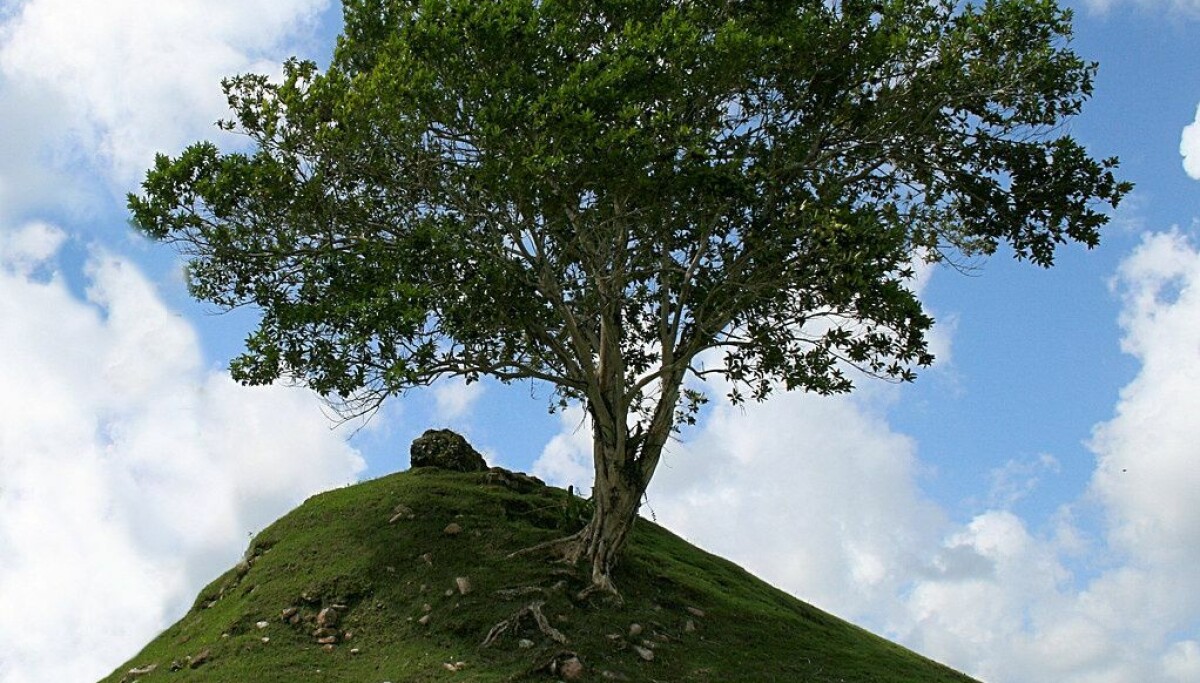 Temir Tree Ethiopia Planted a Record-Breaking Number of Trees in a Single Day ...