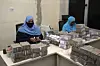 Two women wearing blue hijabs are sitting behind white desks, counting large stacks of bills