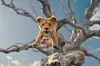 This is a still from Disney's \u2018Mufasa: The Lion King\u2019 of a lion cub jumping out of a tree.