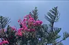 Bougainvillea grow all over the North African Mediterranean coast.