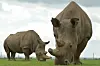 ​This week, a group of researchers announced that they may have discovered how to save the Northern white rhino from extinction. Pictured here are Najin and her daughter Fatu.